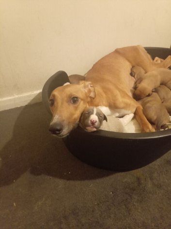 14th generation working lurcher pups