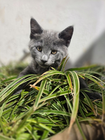 Kittens