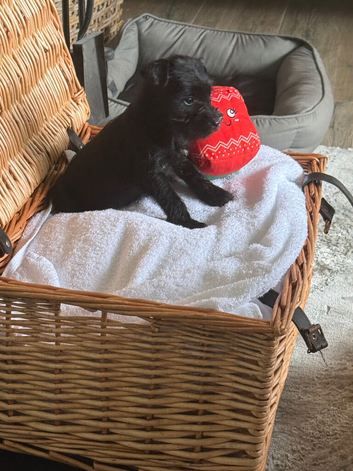 Miniature schnauzer k c reg