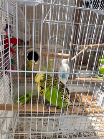 2 pairs of beautiful budgies+ cage and accessories