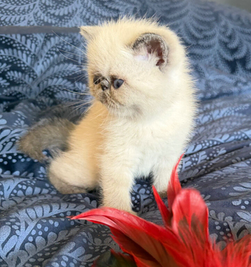 Colourpoint Exotic Shorthair Kittens