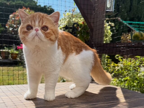 Gorgeous Male Kitten