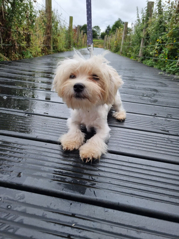 Maltese boy