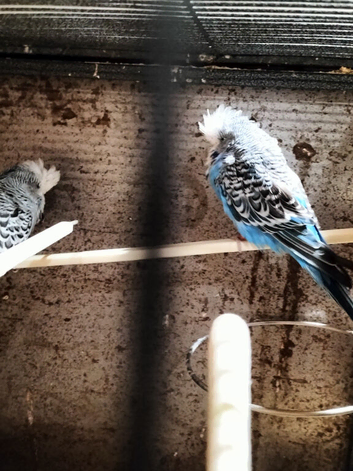 Tamed budgies