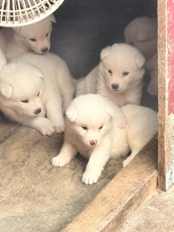 Japanese Akita Inu Puppies
