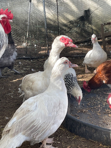 Muscovy breeding pair