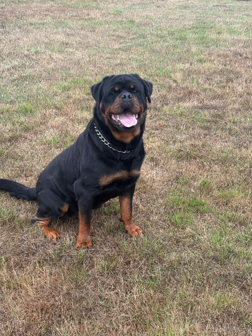 Rottweiler Male Dog