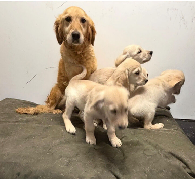 KC registered golden retriever puppies