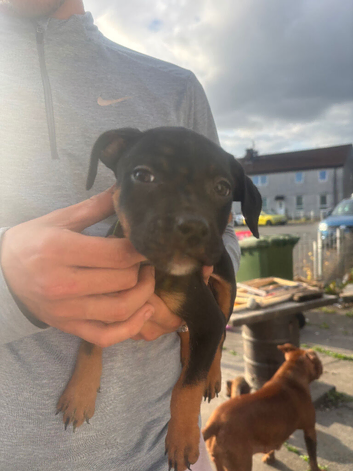 Beautiful tri pup girl