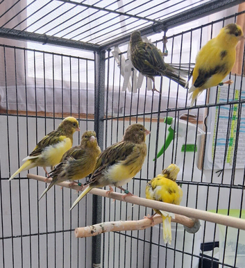 Fife canaries, 2026 bred,