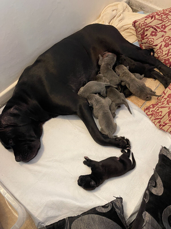 Outstanding ICCF Cane Corso Puppies – Health Tested & Home Raised
