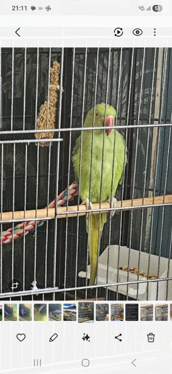 3 year old ringneck needs new home