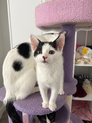 Little gorgeous male ready now