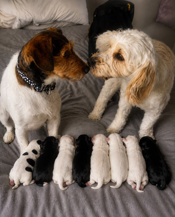 Puppies