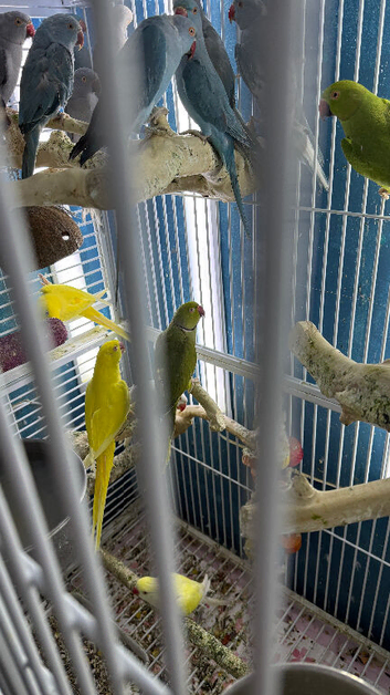 Indian ringneek parrots