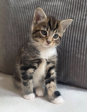 3 kittens looking for forever homes