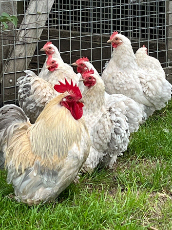 Set of porcelain Pekins