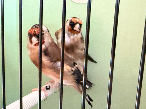 2025 proven pair bbc rings steady birds