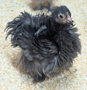 Pekin frizzle bantam hen and cockerel