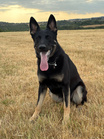 Working Line German Shepherd
