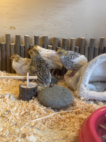 Mixed Button Quail
