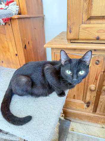 4 gorgeous kittens for sale