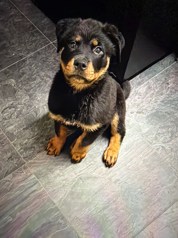 11wks Old Rottweiler Puppy