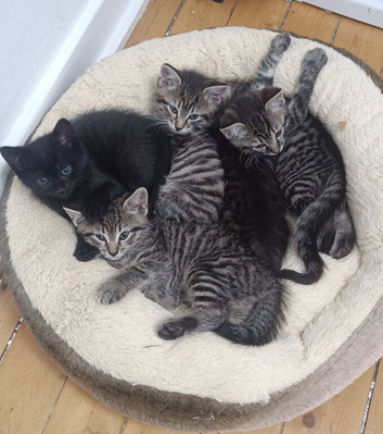 Kittens needing homes