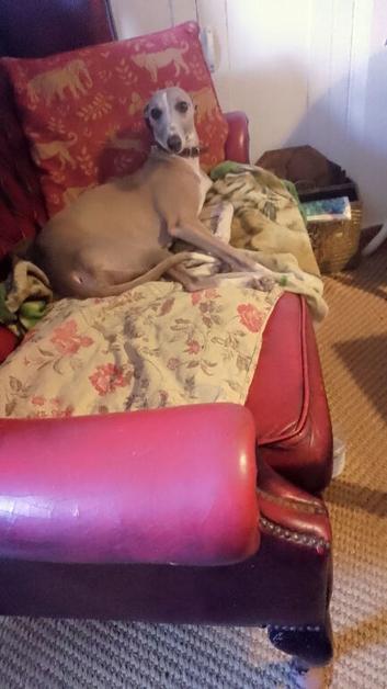 Adult female whippet