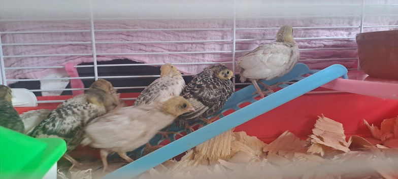 Button quail for sale