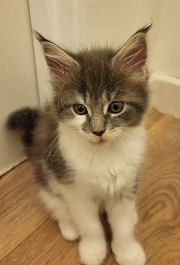 Main coone kittens