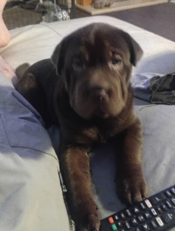 shar pie cross lab
