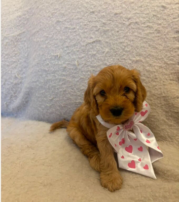 7 Gorgeous Cockapoo Puppies Left