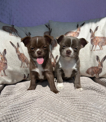 Chihuahua TCUP Puppies