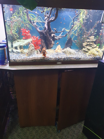 120 litre juwel tank, cabinet and fish for sale