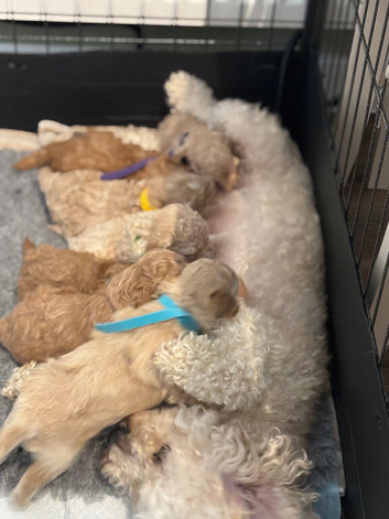 F2 Poochon puppies for sale