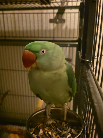 Alexandinre parrot