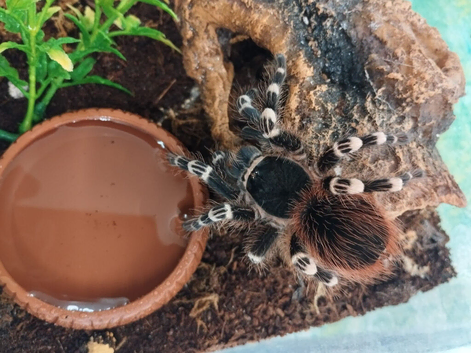 For sale mix