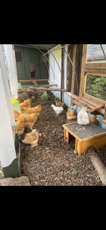 Buff orpington roosters