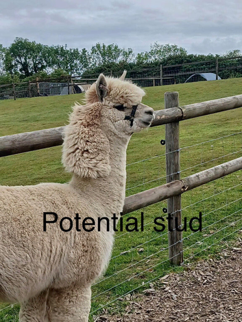 Male alpacas