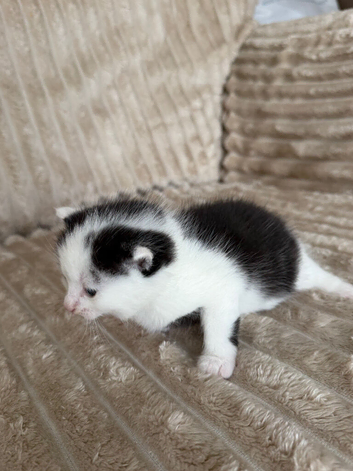 4. a kitten