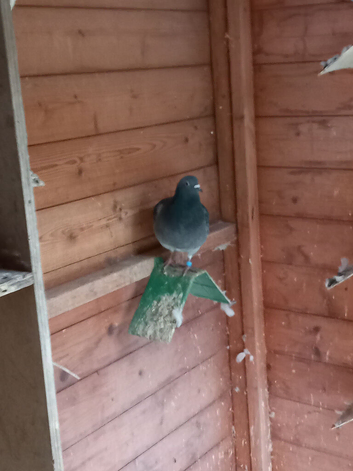 Pigeons for sale