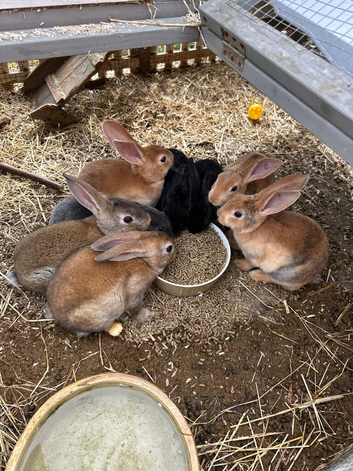 Rex Standard Rabbits, Bunnies, Kits