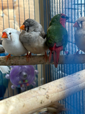 Kakarikis finches gouldians alexanderine others