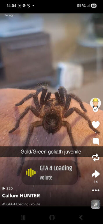 Gold/Green Phormictopus SP