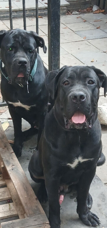 Strajano Cane Corso lines 9month old boy