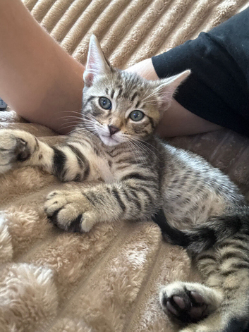 Kitten (male)