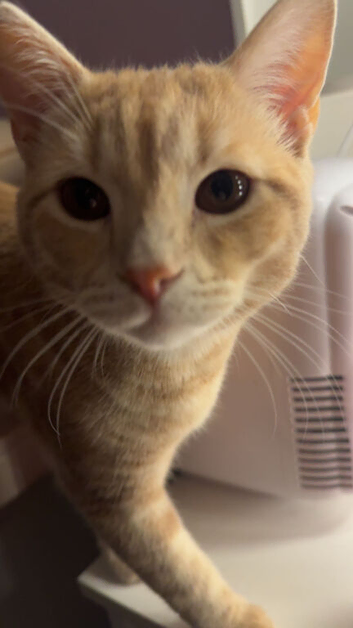 Ginger British short hair