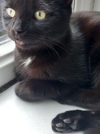 Black  British Short haired Cat