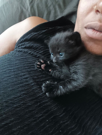 Beautiful kittens looking for forever home